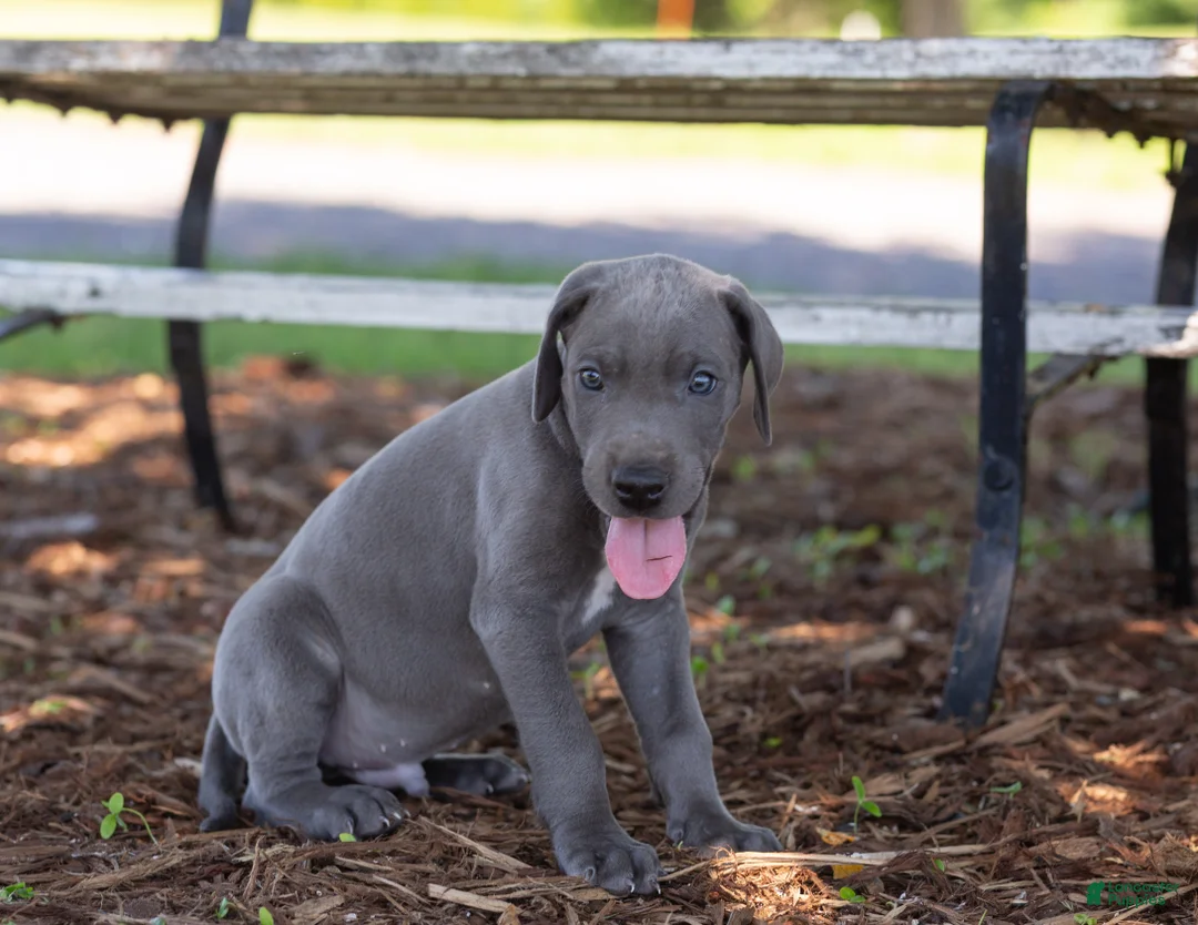 Great Dane dogs for sale: Atlas - Ad 2