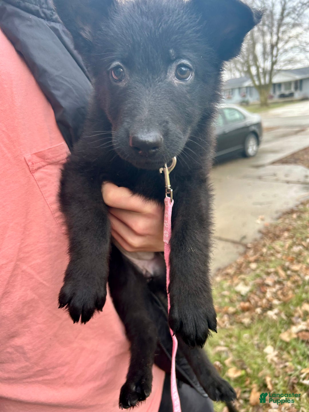 German Shepherd dogs for sale: German Shepherd Light Pink - Ad 4