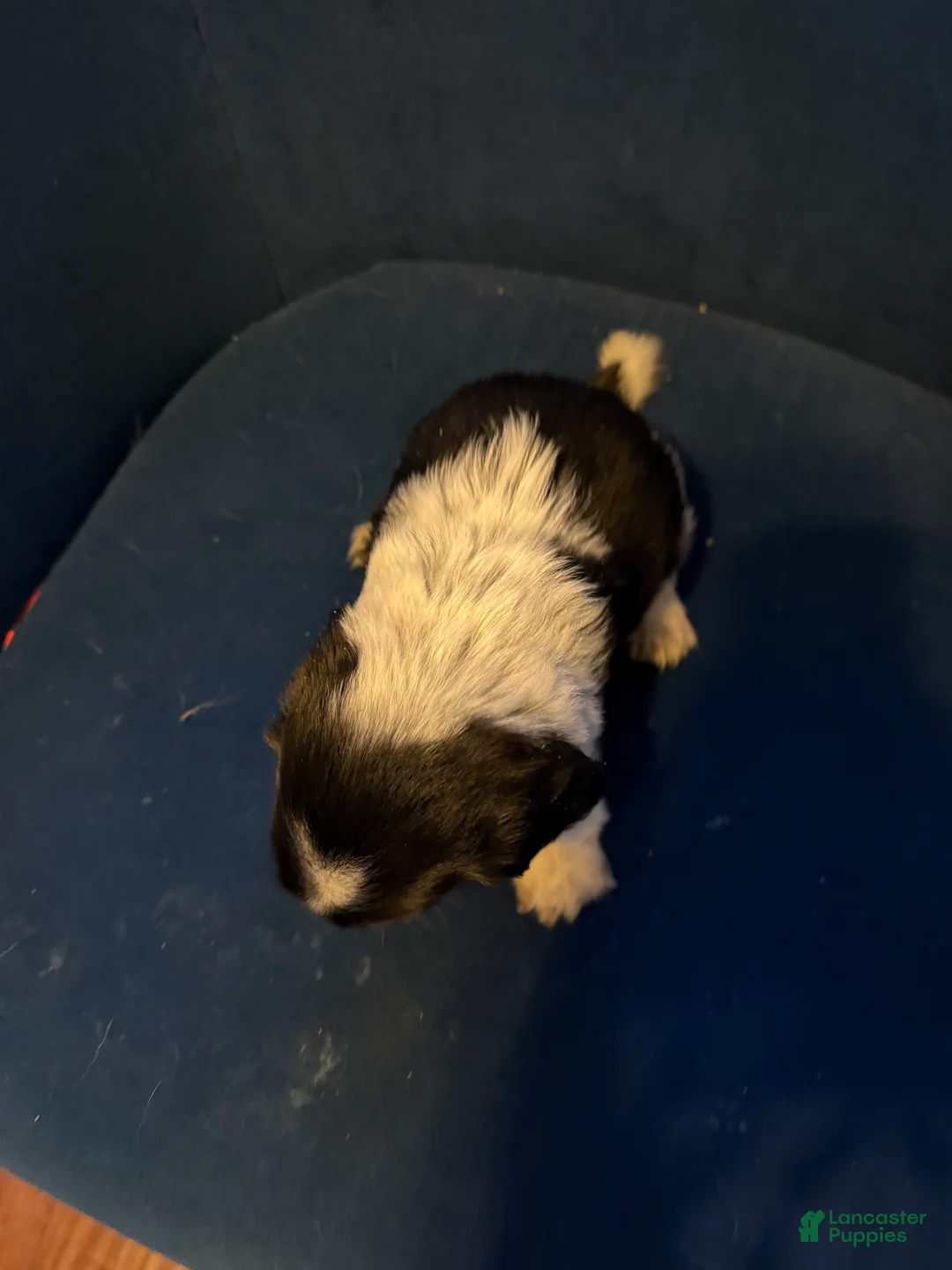 King Charles Spaniel dogs for sale: Romeo - Ad 4