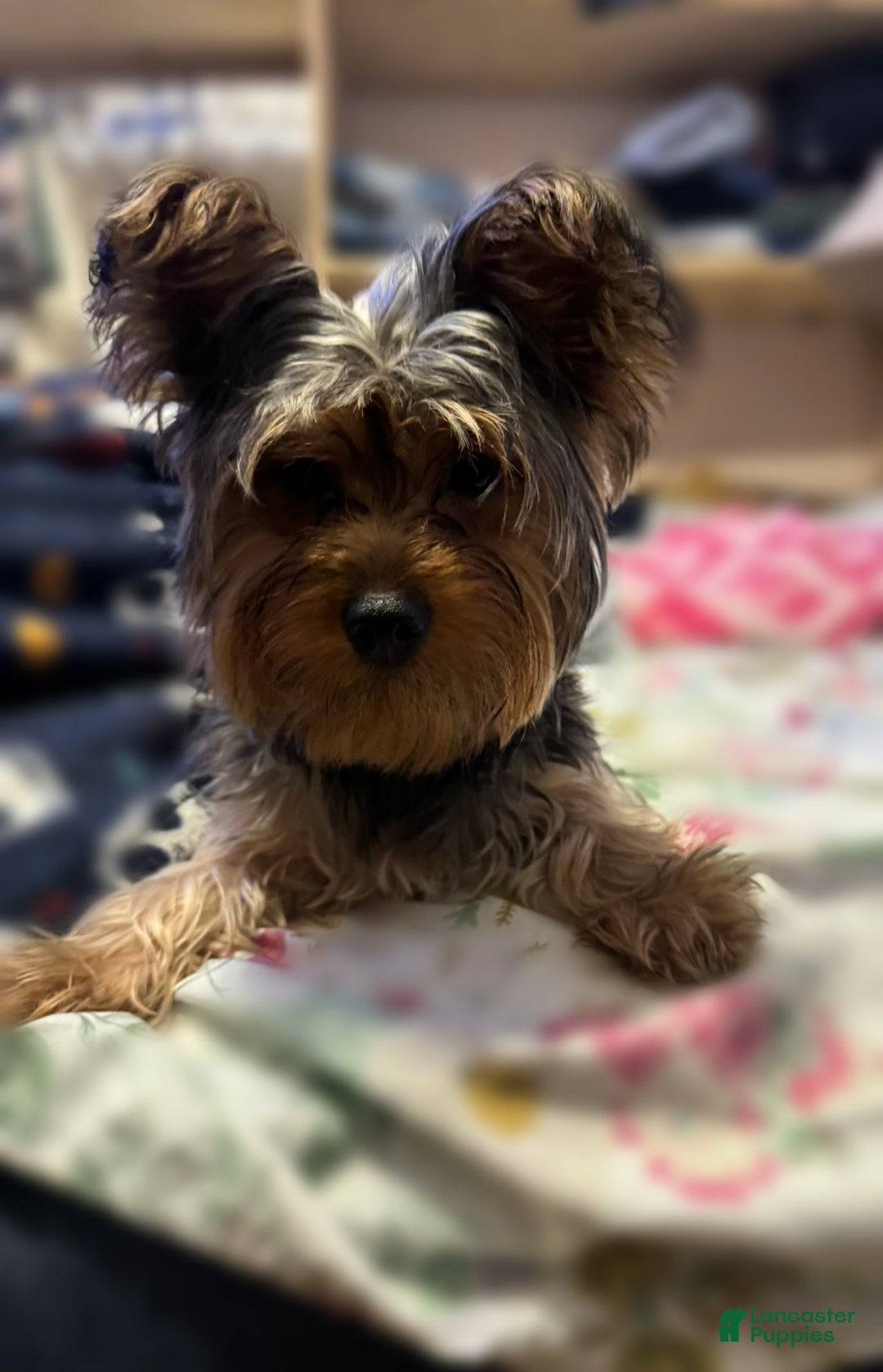 Yorkshire Terrier dogs for sale: Yorkshire Terrier Puppy 4 - Ad 2