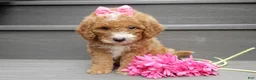 Mini Goldendoodle dogs for sale: Bailey - Ad 3