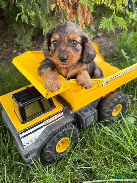 Dachshund dogs Paxton - Ad 2