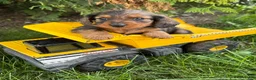 Dachshund dogs for sale: Paxton - Ad 2