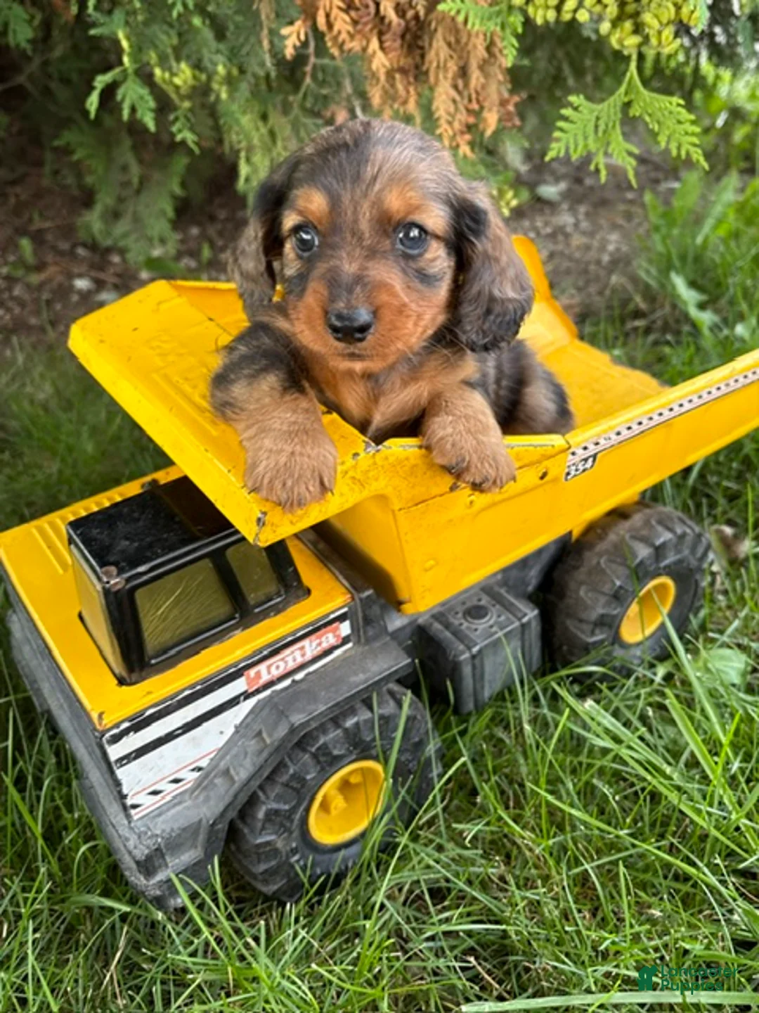 Dachshund dogs for sale: Paxton - Ad 2