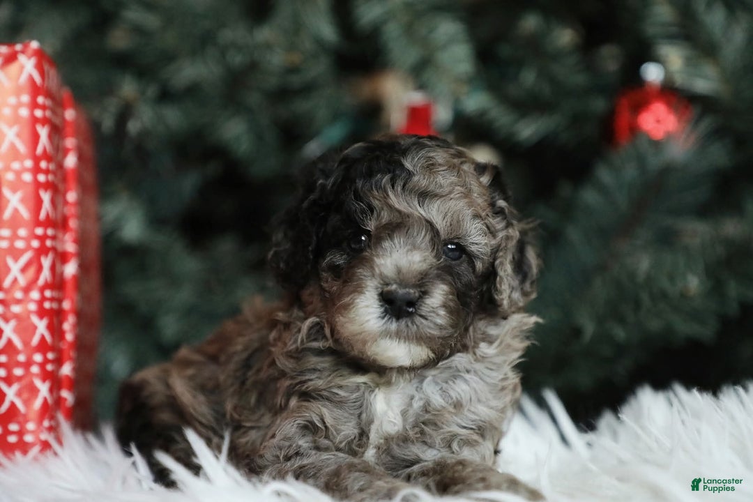 Mini Aussiedoodle dogs for sale: Canyon - Ad 3