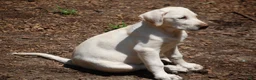 Labrador Retriever dogs for sale: Labrador Retriever 2 sophie - Ad 1