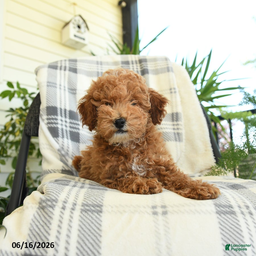 Miniature Poodle dogs Jack  - Ad 2