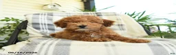 Miniature Poodle dogs for sale: Jack  - Ad 2