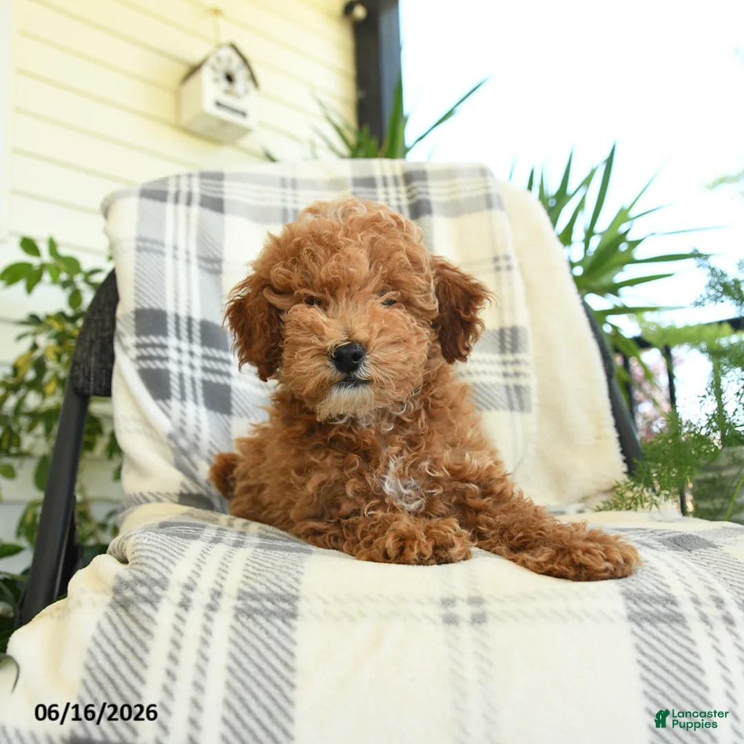 Miniature Poodle dogs for sale: Jack  - Ad 2