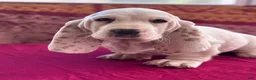 Basset Hound dogs for sale: Sampson  - Ad 2