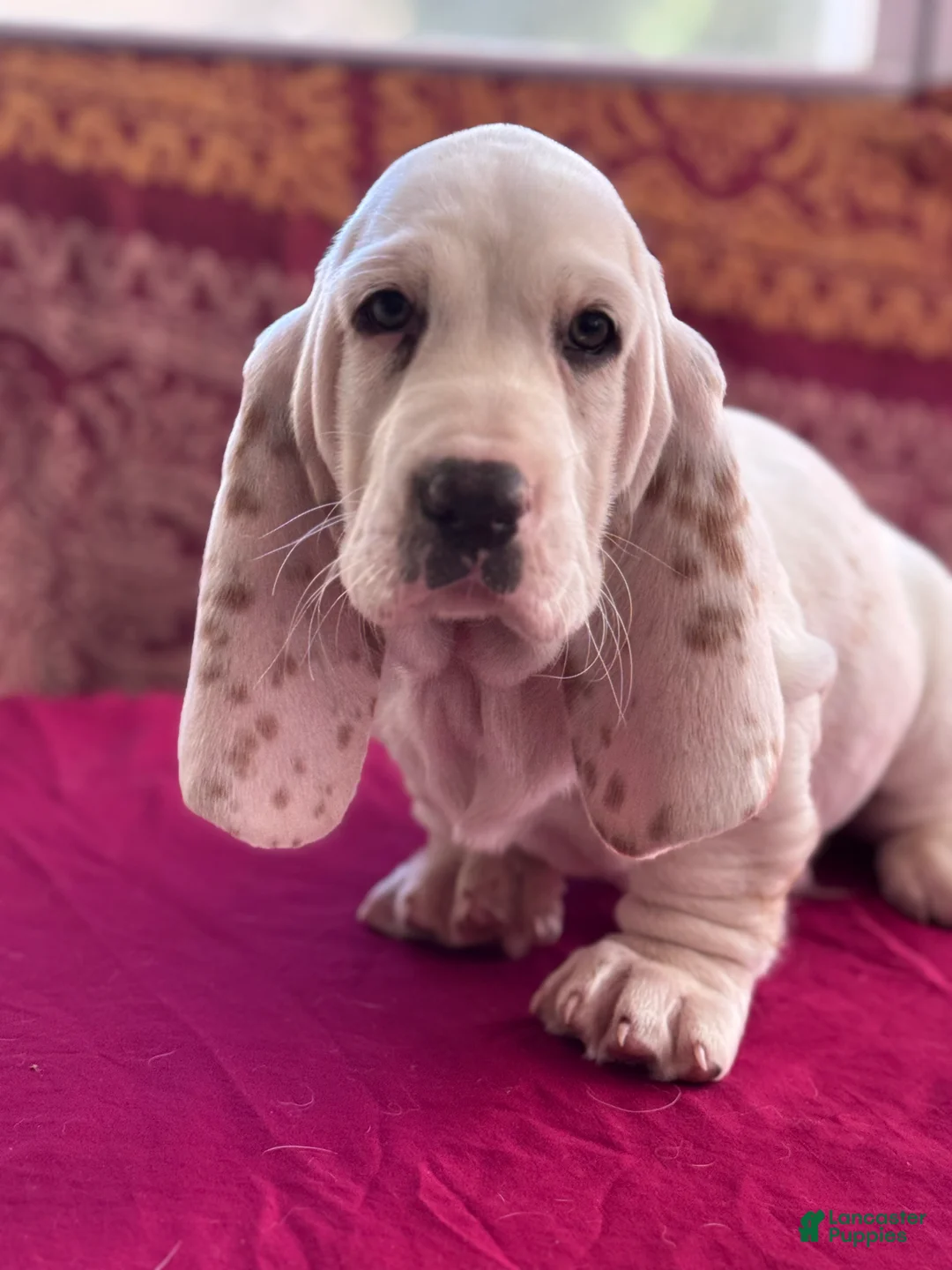 Basset Hound dogs for sale: Sampson  - Ad 2