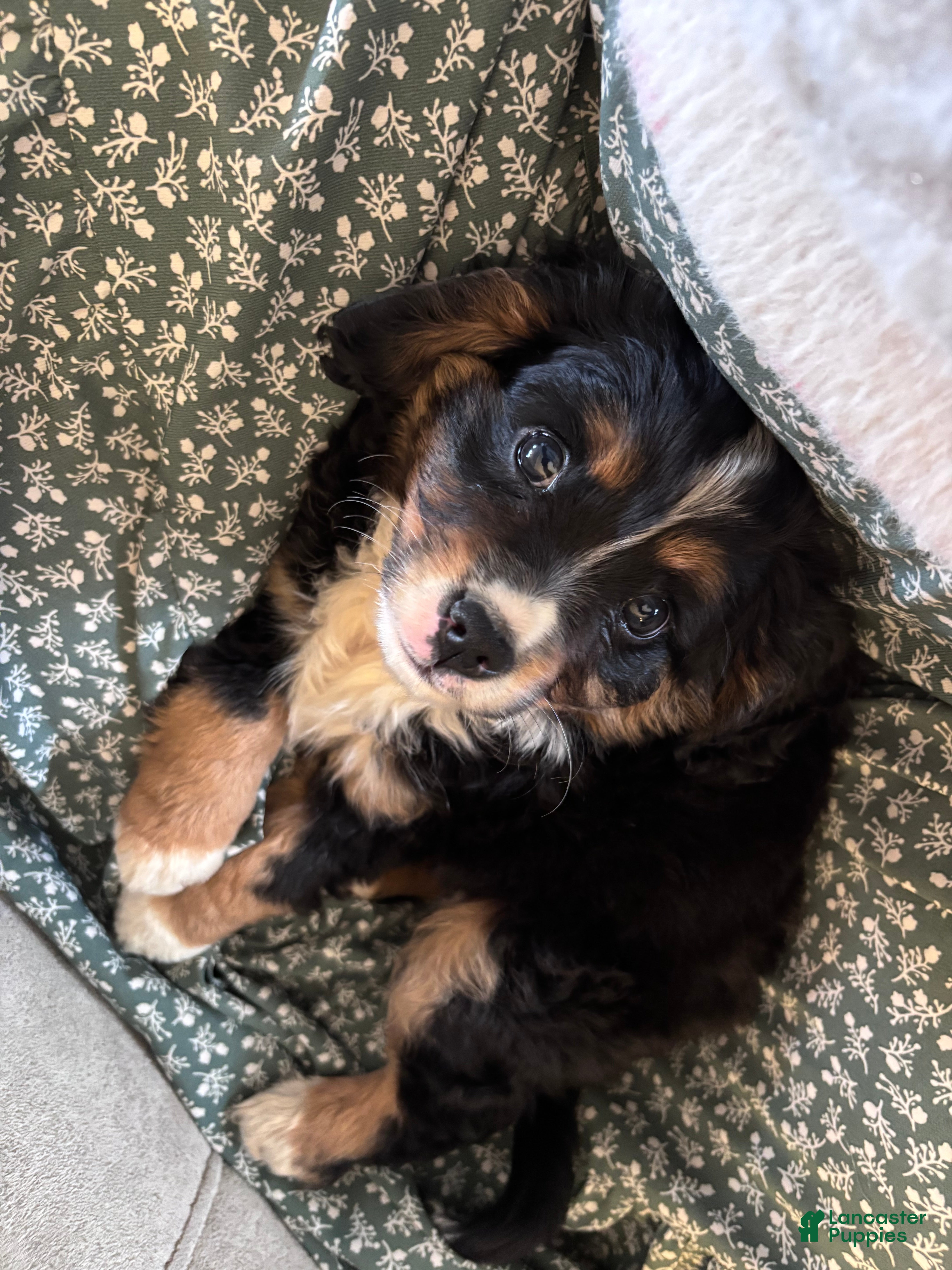 Miniature Bernese Mountain Dog dogs Tank - Ad 2