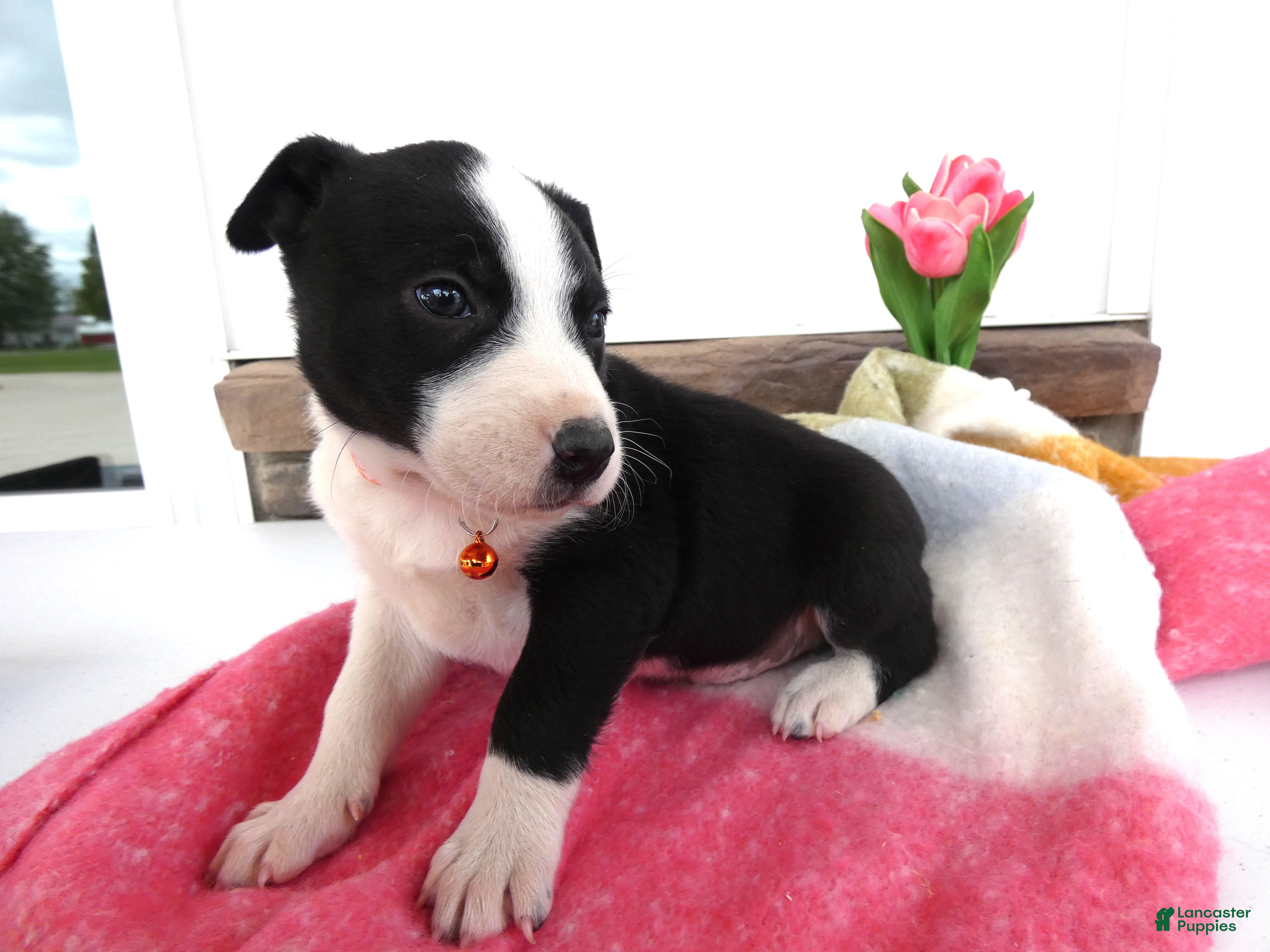 Border Collie dogs Border Collie Puppy 3 Willie - Ad 19
