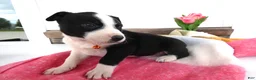 Border Collie dogs for sale: Border Collie Puppy 3 Willie - Ad 3