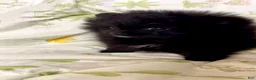 Pomeranian dogs for sale: Trinity  - Ad 12