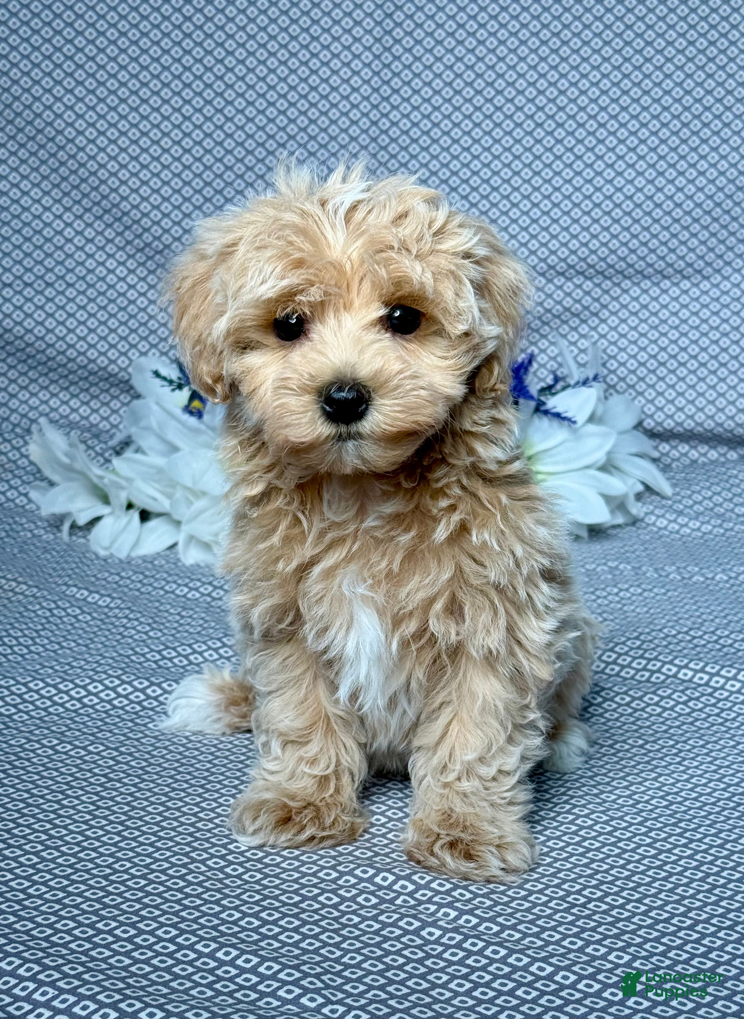 Maltipoo dogs Myles - Ad 1