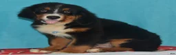Bernese Mountain Dog dogs for sale: Eli - Ad 3