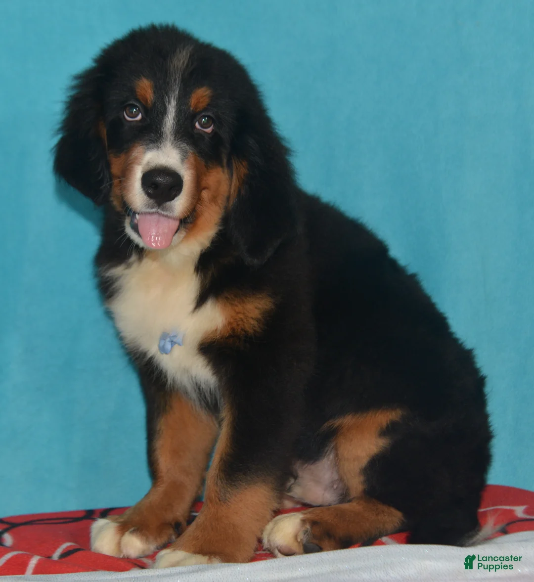 Bernese Mountain Dog dogs for sale: Eli - Ad 3