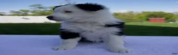 Australian Shepherd dogs for sale: Pearl - Ad 3