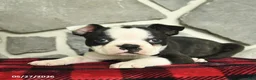 Boston Terrier dogs for sale: Teddy  - Ad 3