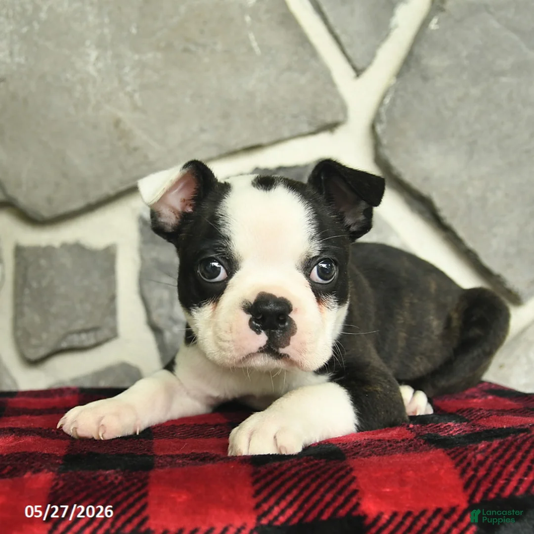 Boston Terrier dogs for sale: Teddy  - Ad 3