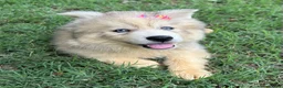 Siberian Husky dogs for sale: ROMANiA - Ad 27