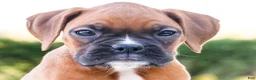 Boxer dogs for sale: Peggy Boxer - Ad 2