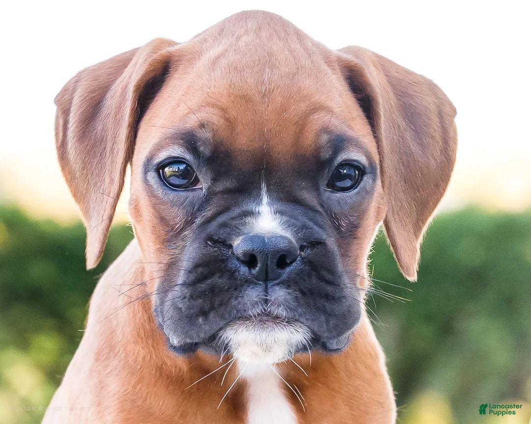 Boxer dogs for sale: Peggy Boxer - Ad 2