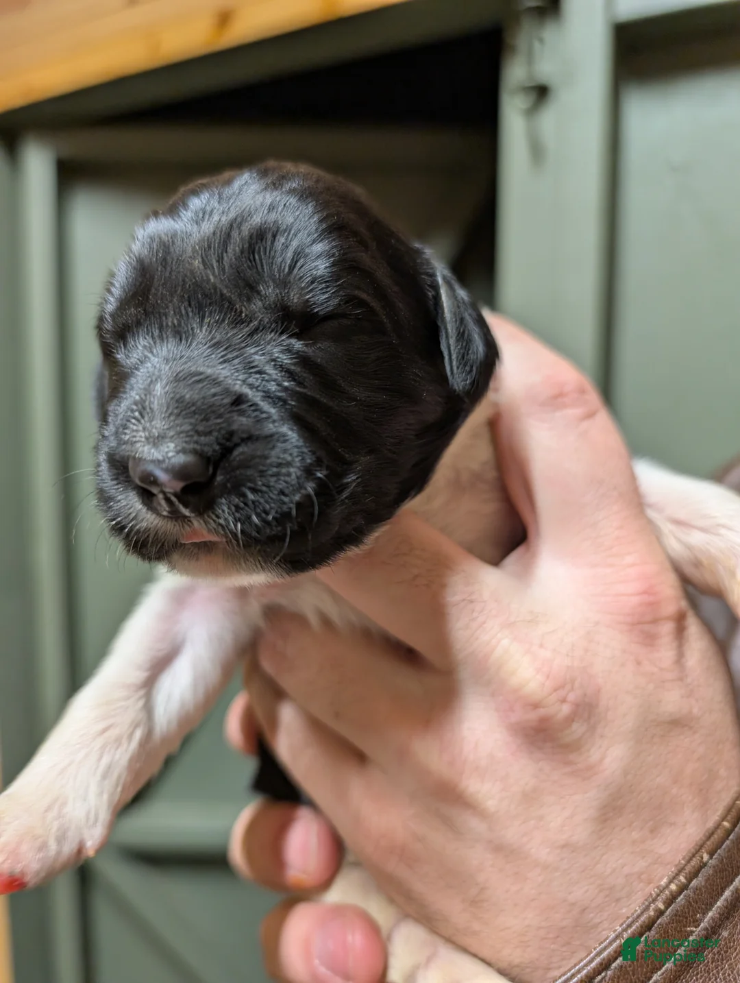 Newfoundland dogs for sale: Harrison  - Ad 2