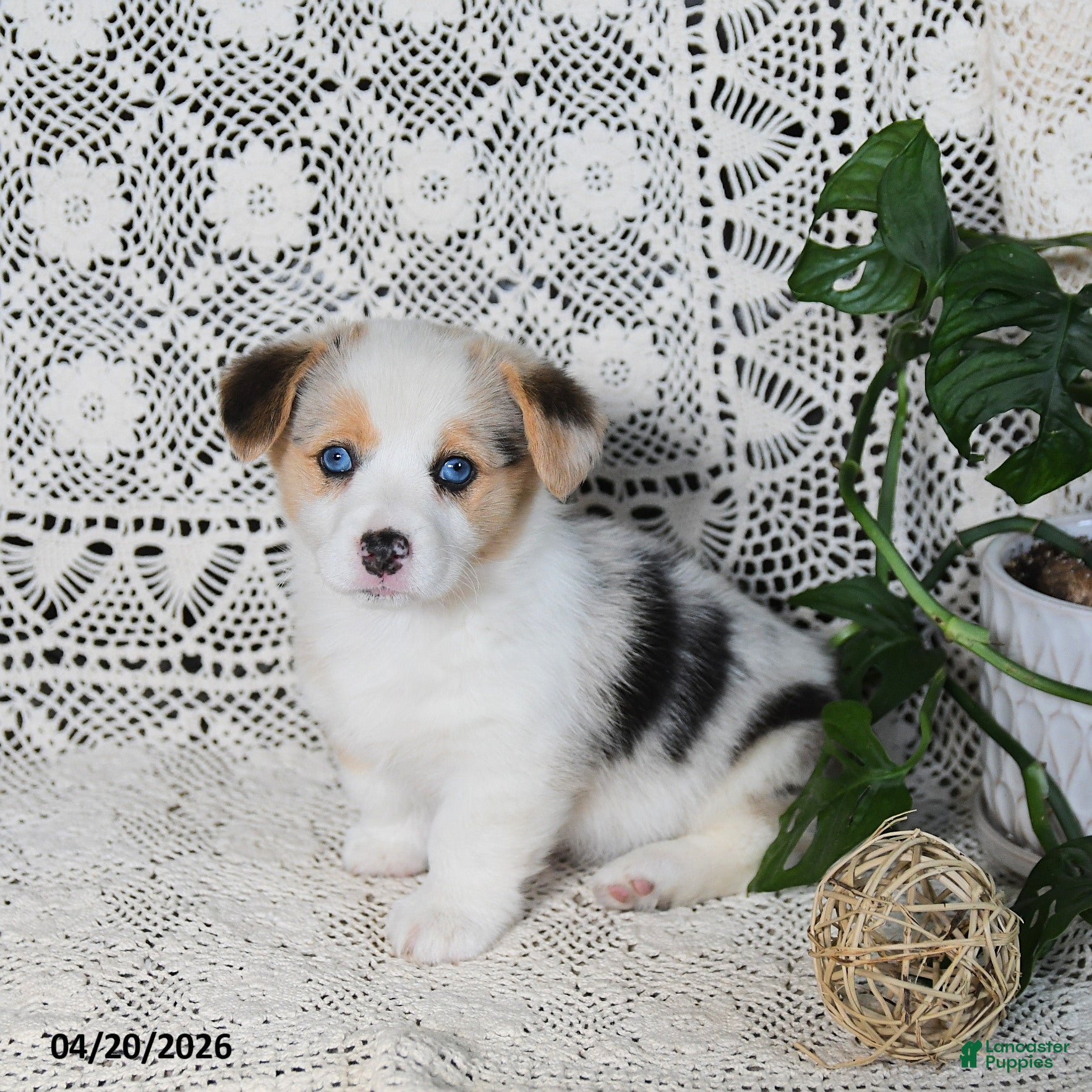 Welsh Corgi Pembroke dogs Casey - Ad 1