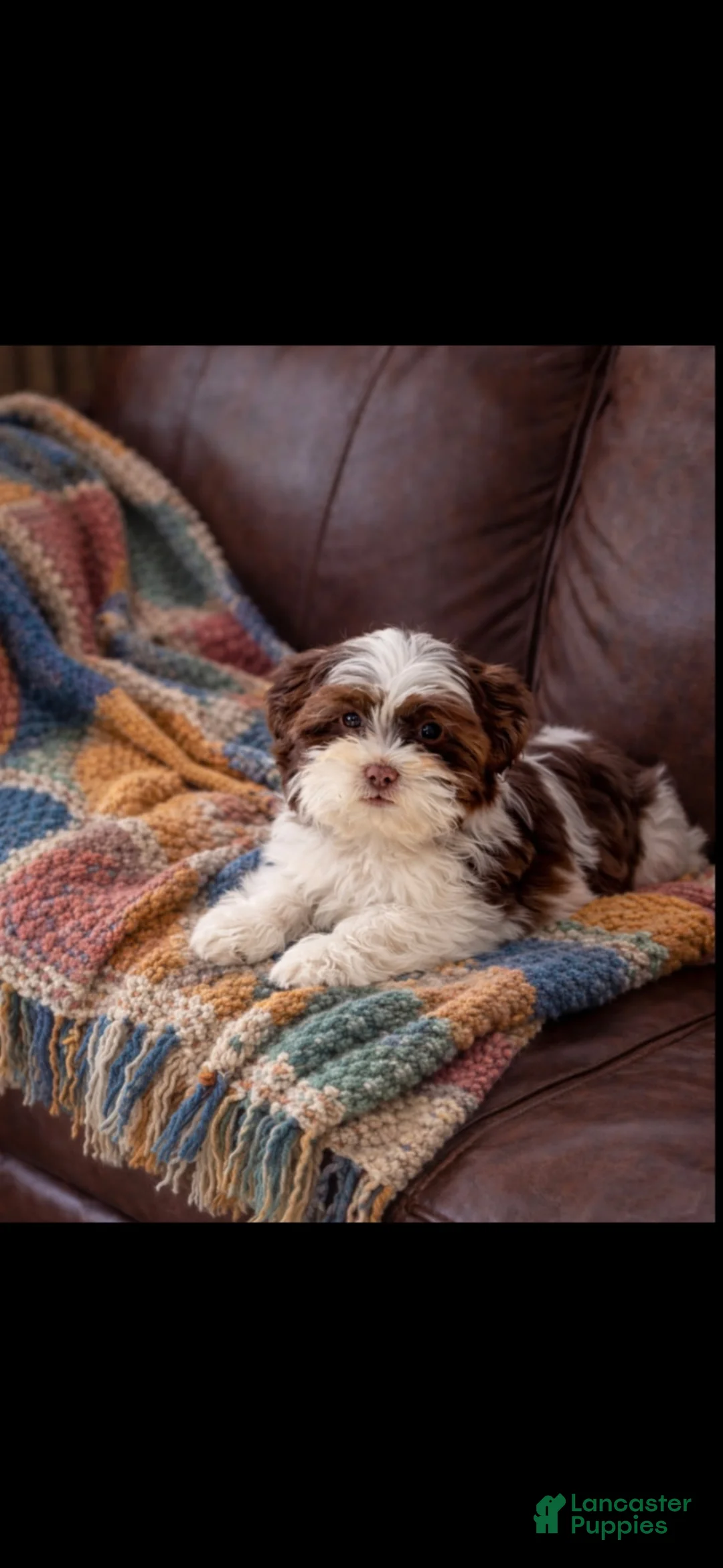 Shih Tzu dogs for sale: Shih Tzu Puppy 1 - Ad 2