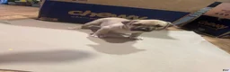 American Bully dogs for sale: American Bully 5 - Ad 3