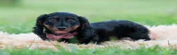 Miniature Dachshund dogs for sale: bentley - Ad 7