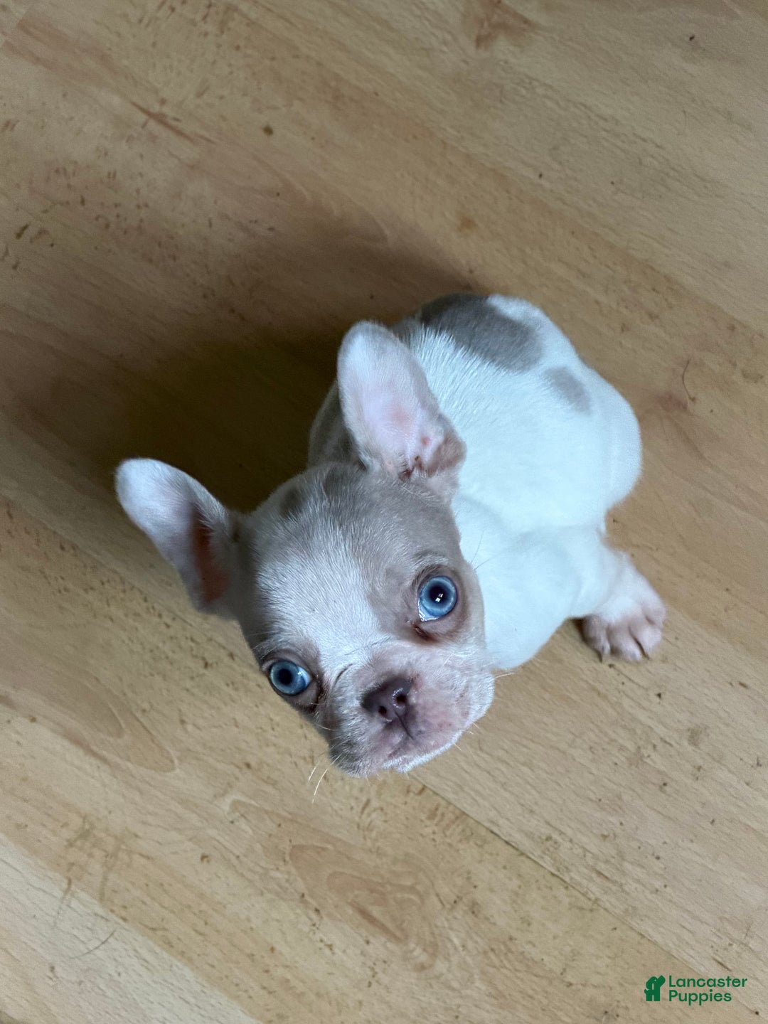 French Bulldog dogs for sale: French Bulldog Puppy  - Ad 2