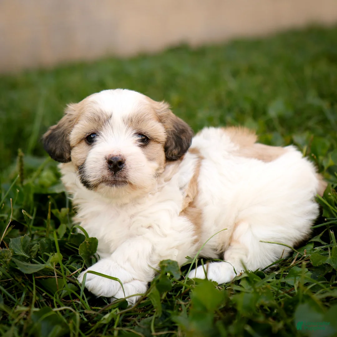 Teddy Bear dogs for sale: Willow - Ad 2