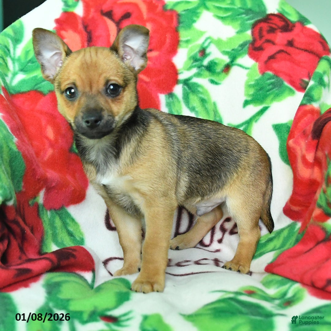 Chihuahua dogs for sale: Adam - Ad 3