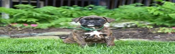 Boxer dogs for sale: Buddy - Ad 4