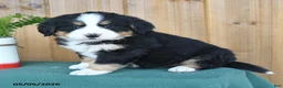 Bernese Mountain Dog dogs for sale: Paslie - Ad 2