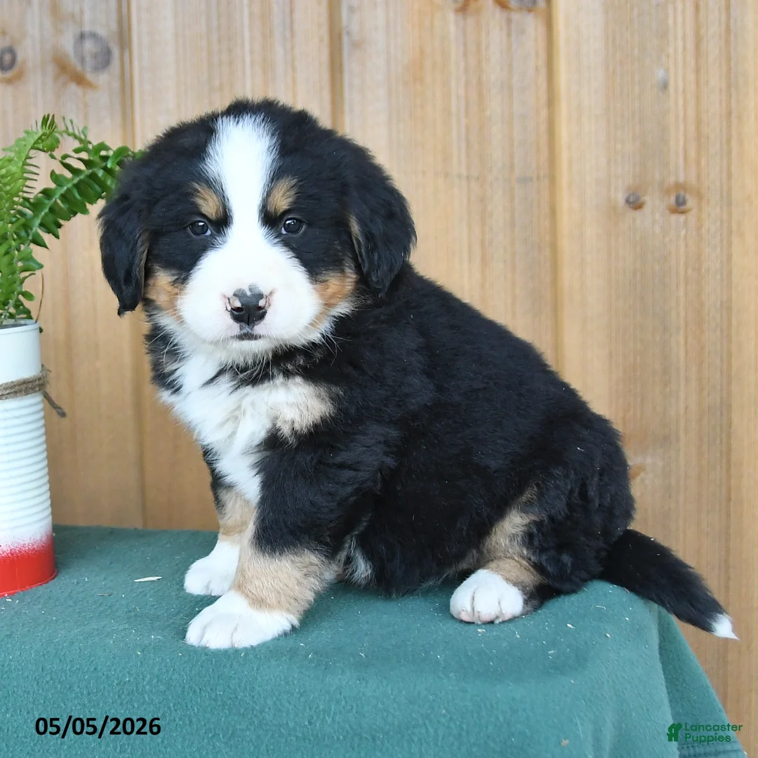 Bernese Mountain Dog dogs for sale: Paslie - Ad 2