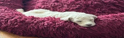 Goldendoodle dogs for sale: Miss Creamy - Ad 5
