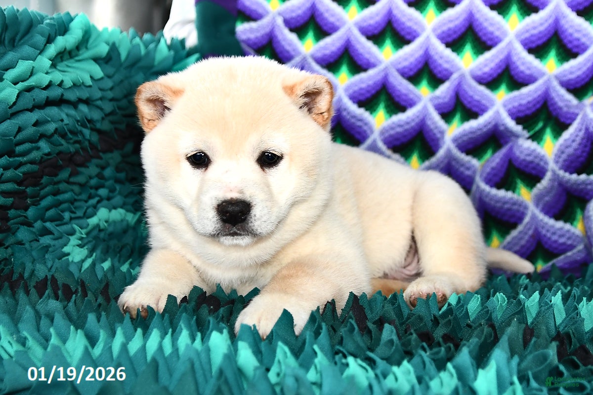 Shiba Inu dogs Snowball  - Ad 30