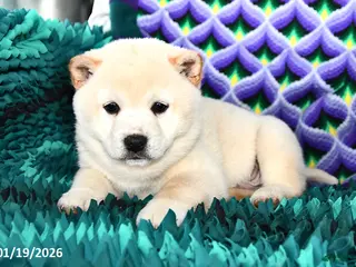 Shiba Inu dogs Snowball - Ad 38