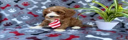 Cavapoo dogs for sale: Topher - Ad 5