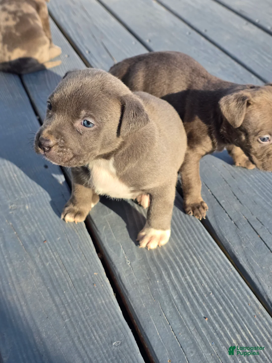 American Staffordshire Terrier dogs for sale: American Staffordshire Terrier Puppy 1 - Ad 2