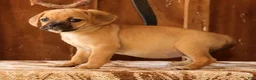 Puggle dogs for sale: Rosie - Ad 5