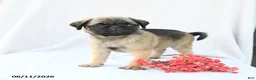Boston Terrier dogs for sale: Hope - Ad 3