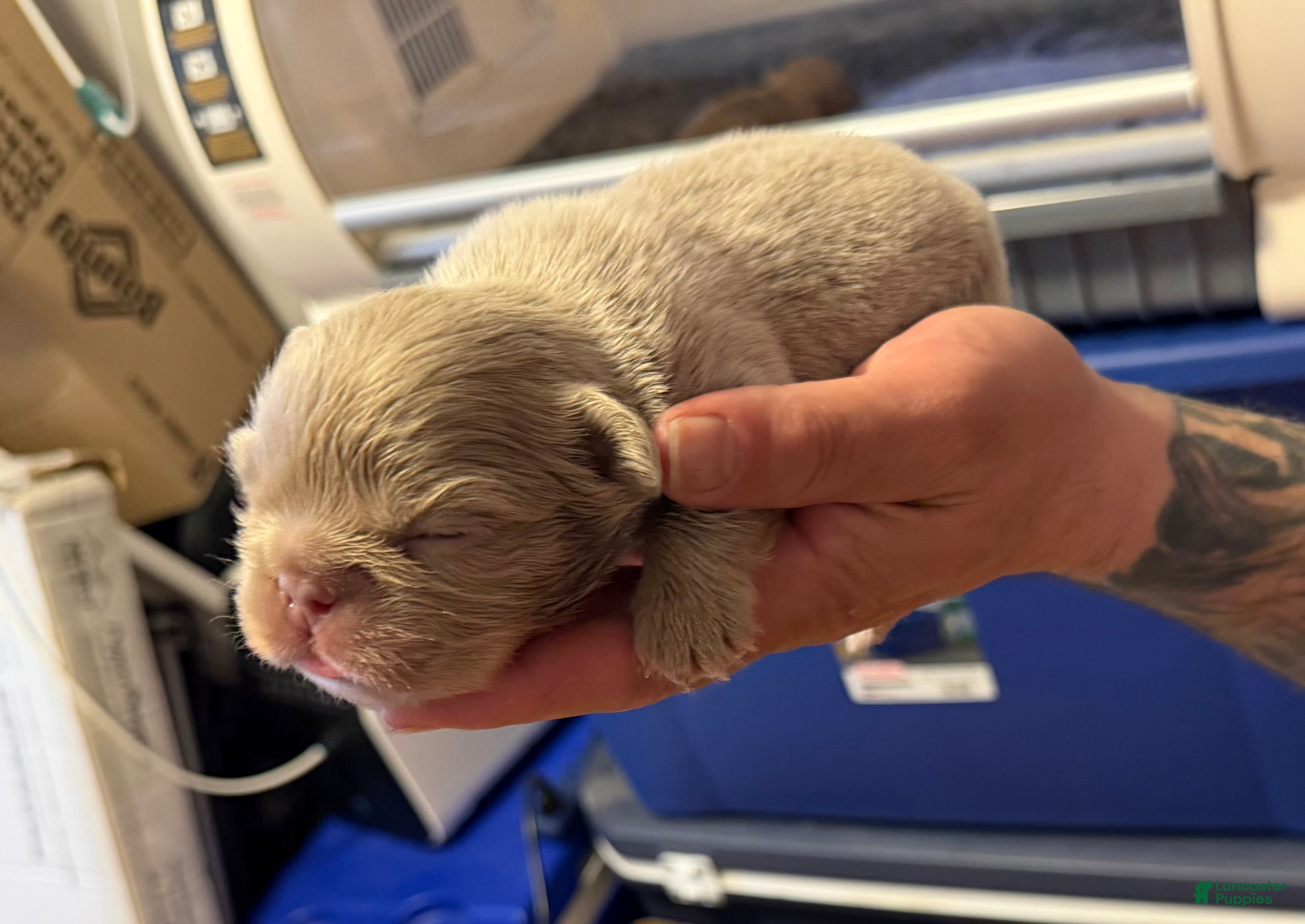 French Bulldog dogs Espresso - Ad 2