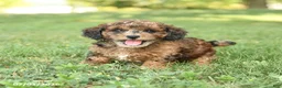 Miniature Poodle dogs for sale: Cinnamon - Ad 4