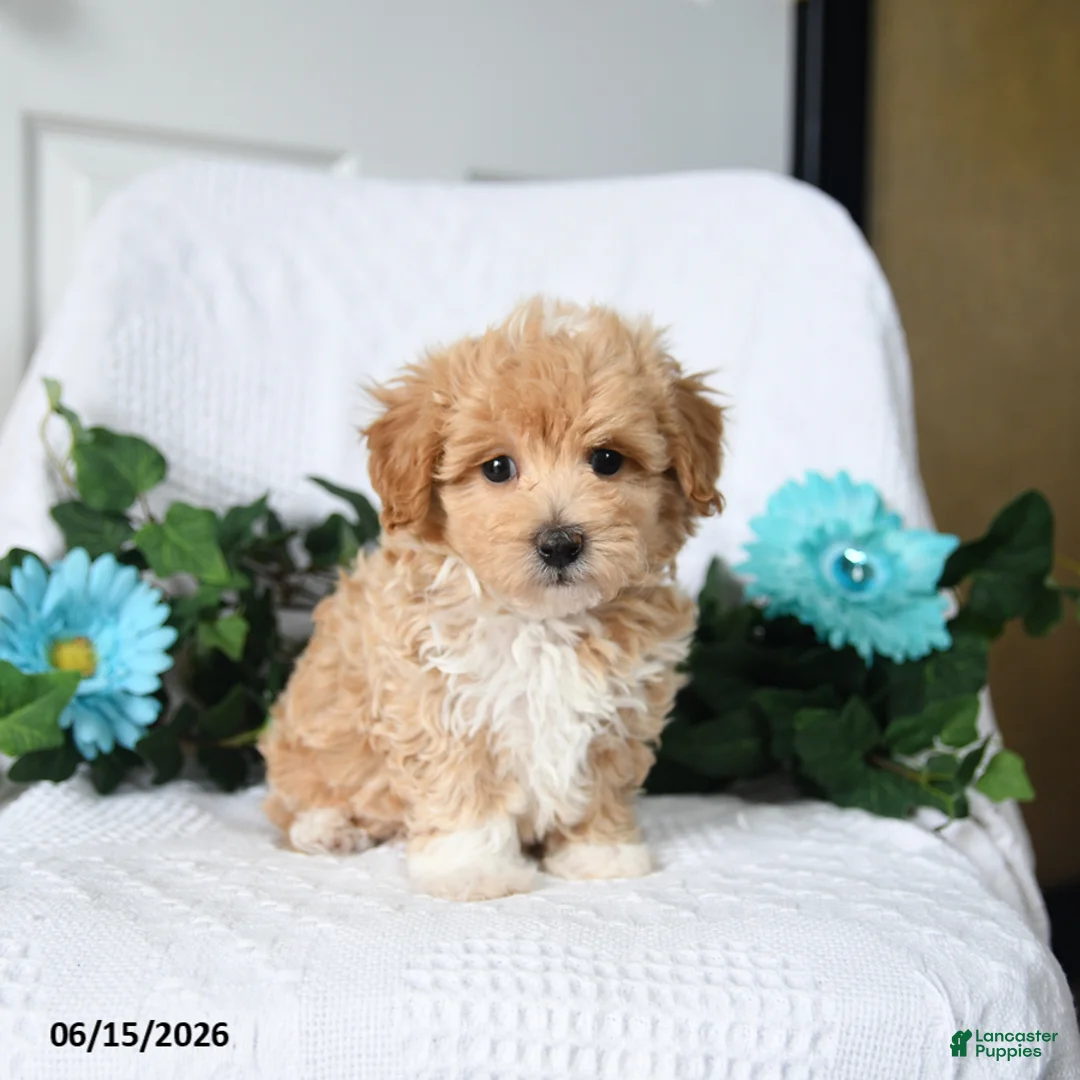 Maltipoo dogs for sale: Kenny - Ad 2
