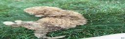 Mini Goldendoodle dogs for sale: Mini Goldendoodle 8 - Ad 5